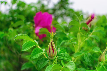 Pink rosebud flower bud on a branch