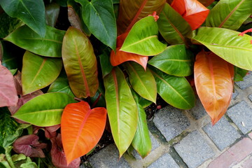 The colorful leaves of Philodendron Prince of Orange