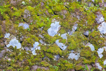 green moss on stone background.