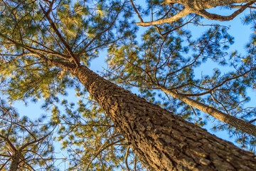 evergreen or green pine tree, selective focus