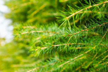 abstract evergreen or green pine branch background, selective focus.