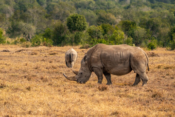 Obraz premium White Rhinoceros Ceratotherium simum Square-lipped Rhinoceros at Khama Rhino Sanctuary Kenya Africa.