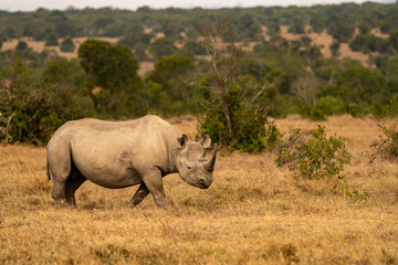 Fototapeta premium White Rhinoceros Ceratotherium simum Square-lipped Rhinoceros at Khama Rhino Sanctuary Kenya Africa.