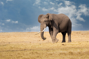 Obraz premium Clsoe up of African Bush Elephants walking on the road in wildlife reserve. Maasai Mara, Kenya, Africa. (Loxodonta africana)