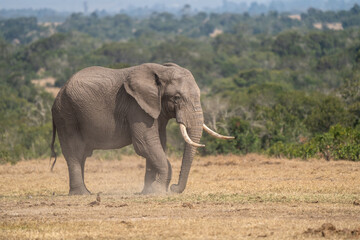 Fototapeta premium Clsoe up of African Bush Elephants walking on the road in wildlife reserve. Maasai Mara, Kenya, Africa. (Loxodonta africana)