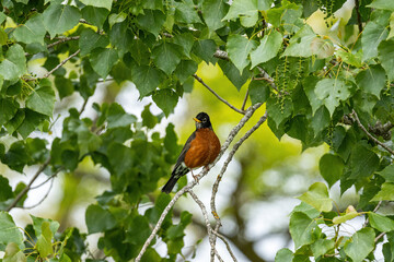 a small robin bird resting under the shade of the green foliage on the thin branch