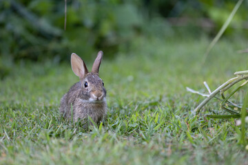 Fototapeta premium Baby rabbit eating grass on a farm