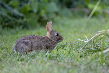 Baby rabbit eating grass on a farm