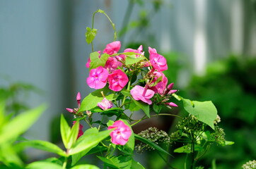 Phlox flowers in the garden on a summer morning. Moscow region. Russia.