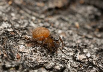 Neon jumping spider on aspen bark
