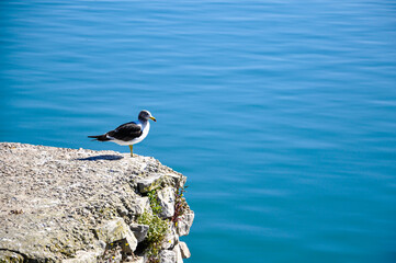 seagull on the rock