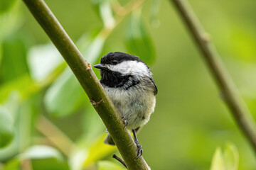 Obraz premium close up of a cute chickadee resting on the tree branch surrounded by green leaves in the park
