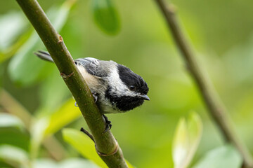 close up of a cute chickadee resting on the tree branch surrounded by green leaves in the park