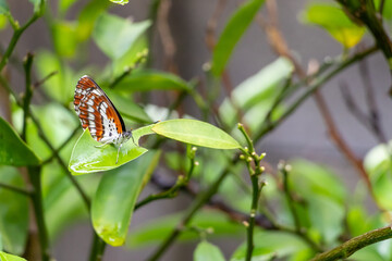 緑の葉の上にとまった茶色と白色の模様のチョウ