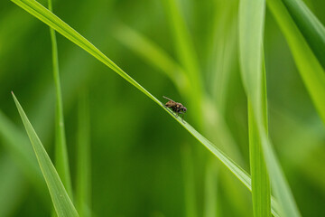 a small fruit fly resting on the long green grass under the shade