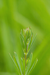 close up of a green seedling in front of blurry green background