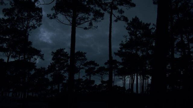 Silhouette of pine tree forest against dark stormy cloud, evening time. Tilting down view
