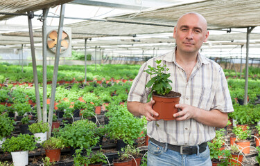 Man farmer arranging spearmint in pot in sunny greenhouse