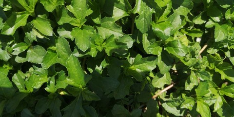 green leaves background