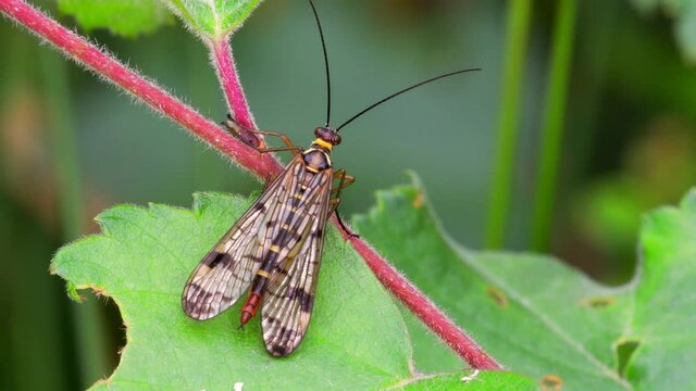 Scorpion Fly, Panorpa communis on the leaf
