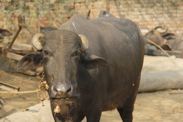 Fototapeta premium buffalo in a field