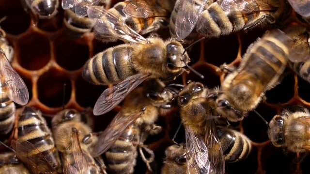 Production of honey in domestic bee apiary. Bees are working in hive. Symbol of hard work and organized teamwork. Close-up macro footage.
