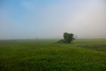 Fototapeta na wymiar foggy landscape on green field in the morning, nature misty beautiful in the sunny foggy view