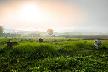 foggy landscape on green field in the morning, nature misty beautiful in the sunny foggy view and cows in field grazing cow at countryside