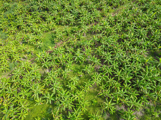 Aerial view of the banana leaf green fields nature agricultural farm  background, top view banana tree from above of crops in green, Birds eye view banana field