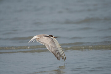 Naklejka premium Common Tern (Sterna hirundo) flying over water, seen in a India.