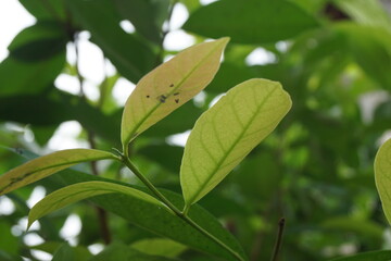 Green Bay leaf leaves hanging on the tree. Bay leaf is one of herbs and use for cooking. Indonesian call it daun salam