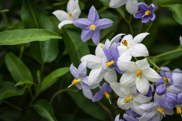 右に「ツルハナナス（Solanum laxum）」をクローズアップ／ナス科ナス属