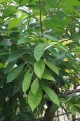 Obraz premium Green Bay leaf leaves hanging on the tree. Bay leaf is one of herbs and use for cooking. Indonesian call it daun salam