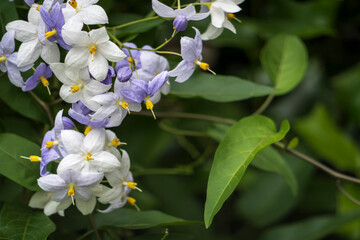 左に「ツルハナナス（Solanum laxum）」をクローズアップ／ナス科ナス属