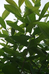 Green Bay leaf leaves hanging on the tree. Bay leaf is one of herbs and use for cooking. Indonesian call it daun salam