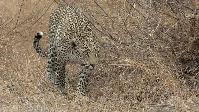 A young leopard slinks forward as he intently watches something in the distance.
