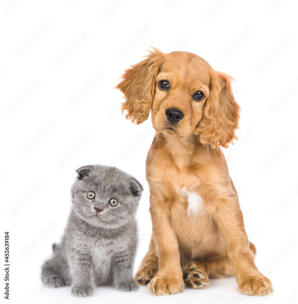 Poster english cocker spaniel puppy dog and kitten sit together in front view and look at camera together. 