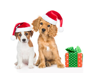 English cocker spaniel puppy and jack russell terrier puppy wearing red christmas hats sits with gift box in front view. isolated on white background