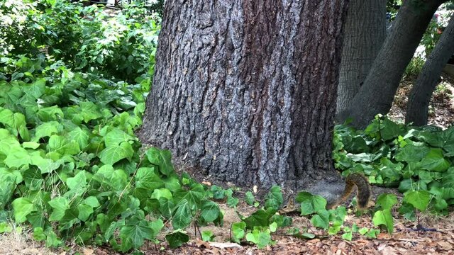 4K HD video zooming in on squirrels picking up whole peanuts next to an Oak tree surrounded by ivy vines. Two Squirrels 
