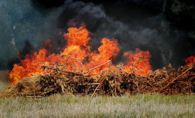 Fire, burn, forest fire, fire, smoke, firefighter, natural disaster, extinguish fire, heat, danger,...