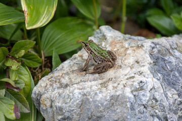 トノサマガエル