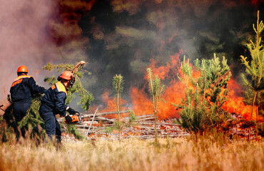 Firefighters extinguish a forest fire in the reserve on a summer day