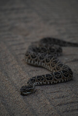 close up of a snake