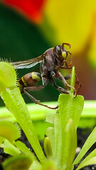 Wasp hovering over the venus flytrap