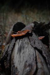 mushrooms on a branch
