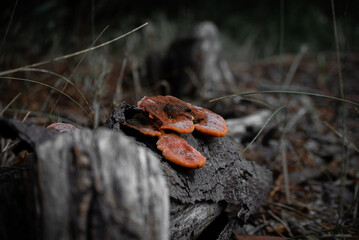 mushrooms on a branch