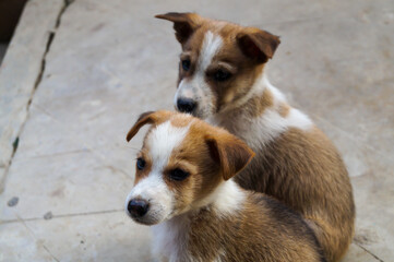 Two Indian Puppies in the Street,looking for food and shelter