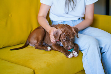 Faceless female in casual clothes petting fluffy puppy on sofa with toy in mouth. American pit bull pup lying on couch and playing with toy while pet parent pampering beloved companion