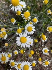 Fototapeta premium daisies in the garden
