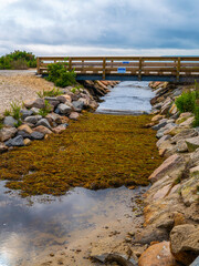 Brown seaweed piled under the bridge overflown from the sea on Cape Cod beach.